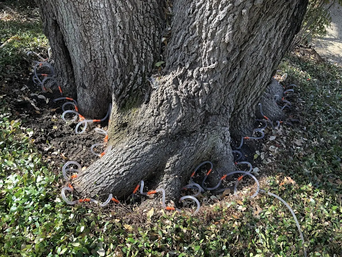 Detailed Tree Cabling and Bracing job site in Thousand Oaks