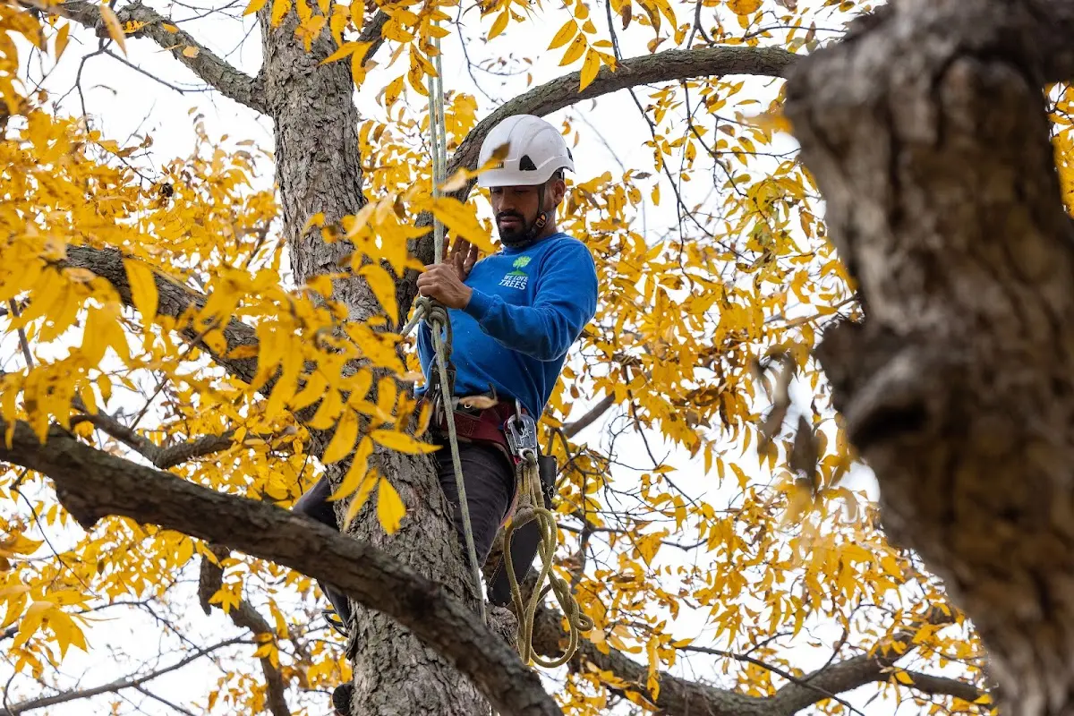 Skilled Tree Planting crew working in Thousand Oaks