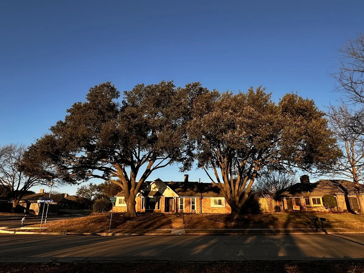 Established residential canopy tree shading a home in Thousand Oaks